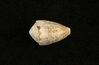 藏品(花冠芋螺)的圖片